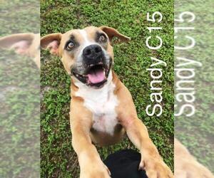 Bull-Boxer Dogs for adoption in Fort Pierce, FL, USA