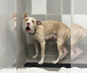 American Pit Bull Terrier-Unknown Mix Dogs for adoption in Las Vegas, NV, USA