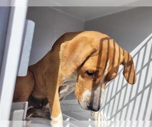 Labrador Retriever-Unknown Mix Dogs for adoption in Houston, TX, USA