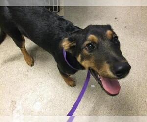 German Shepherd Dog-Unknown Mix Dogs for adoption in Riverside, CA, USA