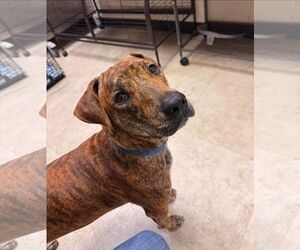 Medium Photo #5 American Pit Bull Terrier-Unknown Mix Puppy For Sale in Rowlett, TX, USA