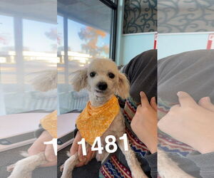 Poodle (Miniature) Dogs for adoption in Chico, CA, USA