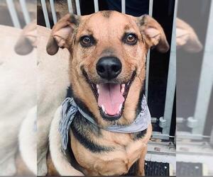 Shepradors Dogs for adoption in Boerne, TX, USA