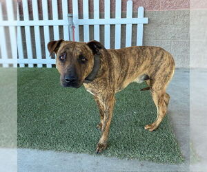American Pit Bull Terrier Dogs for adoption in Modesto, CA, USA