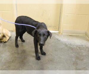 Labrador Retriever-Unknown Mix Dogs for adoption in Pikeville, KY, USA