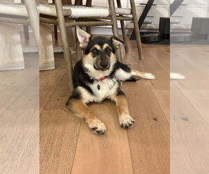 Australian Shepherd Dogs for adoption in Menifee, CA, USA