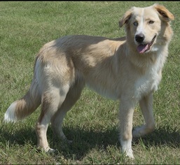 Border-Aussie Dogs for adoption in Longview, TX, USA