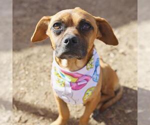 Mutt Dogs for adoption in San Antonio, TX, USA