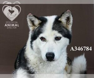 Siberian Husky Dogs for adoption in Stockton, CA, USA