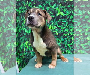 American Pit Bull Terrier-Unknown Mix Dogs for adoption in Wetumpka, AL, USA