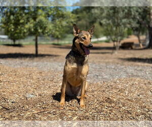 - Mix Dogs for adoption in San Diego, CA, USA