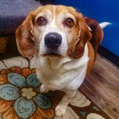 Beagle Dogs for adoption in Arlington, VA, USA