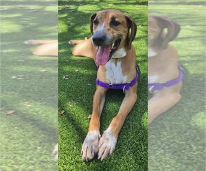Mutt Dogs for adoption in St. Augustine, FL, USA