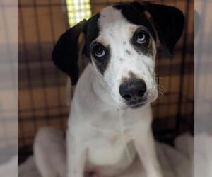 Coonhound Dogs for adoption in Aurora, CO, USA