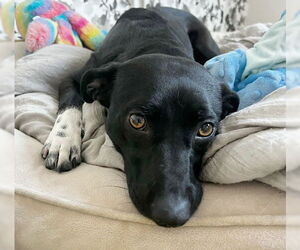 Border Collie-Unknown Mix Dogs for adoption in Oakley, CA, USA