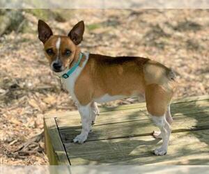 Jack-Rat Terrier Dogs for adoption in Rockville, MD, USA
