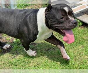 Bullypit Dogs for adoption in Virginia Beach, VA, USA