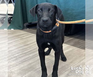 Catahoula Leopard Dog-Labrador Retriever Mix Dogs for adoption in Washington, DC, USA
