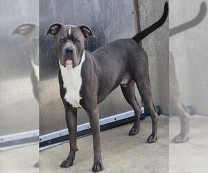 American Pit Bull Terrier Dogs for adoption in Decatur, IL, USA
