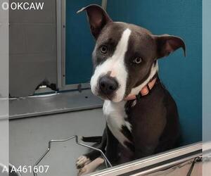 American Bulldog Dogs for adoption in Oklahoma City, OK, USA