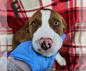 Labrador Retriever-Unknown Mix Dogs for adoption in SHERBURNE, NY, USA