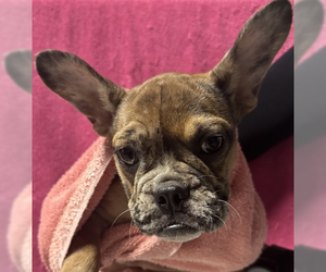 French Bulldog-Unknown Mix Dogs for adoption in Woodbury, NY, USA