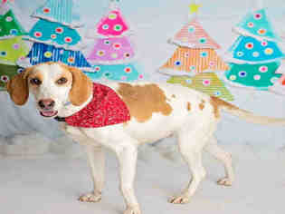 Treeing Walker Coonhound Dogs for adoption in Fort Walton Beach, FL, USA
