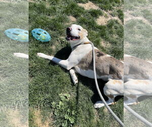 Catahoula Leopard Dog Dogs for adoption in Emmett, ID, USA