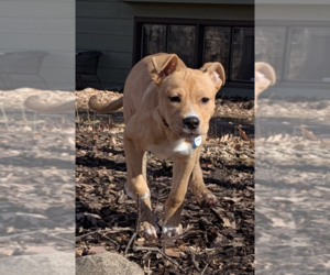 American Staffordshire Terrier-Unknown Mix Dogs for adoption in Minneapolis, MN, USA