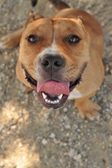 Staffordshire Bull Terrier-Unknown Mix Dogs for adoption in Newhall, CA, USA
