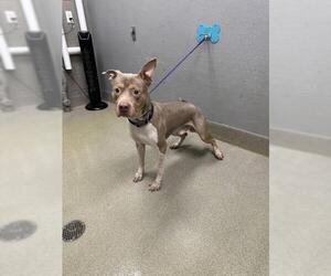 Mutt Dogs for adoption in Las Vegas, NV, USA