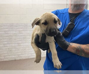 German Shepherd Dog Dogs for adoption in San Bernardino, CA, USA