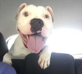 Bullboxer Pit Dogs for adoption in Staunton, VA, USA