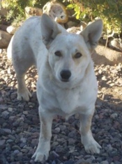 Medium Photo #1 Pembroke Welsh Corgi-Unknown Mix Puppy For Sale in Albuquerque, NM, USA