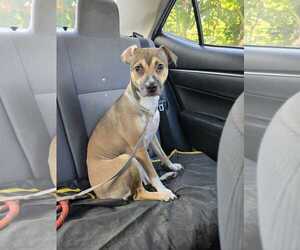 Chihuahua-Unknown Mix Dogs for adoption in Virginia Beach, VA, USA