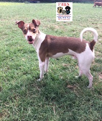 Rat Terrier-Unknown Mix Dogs for adoption in Killeen, TX, USA