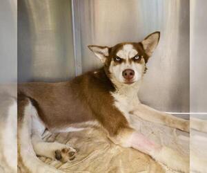Huskies -Unknown Mix Dogs for adoption in San Antonio, TX, USA