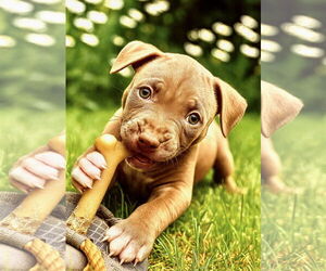 American Pit Bull Terrier-Unknown Mix Dogs for adoption in GILBERTS, IL, USA