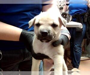 German Shepherd Dog-Unknown Mix Dogs for adoption in Martinez, CA, USA