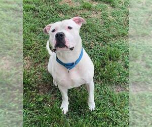 American Bulldog-Unknown Mix Dogs for adoption in Fort Lauderdale, FL, USA