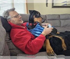 Doberman Pinscher Dogs for adoption in Buffalo, MN, USA