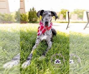 Great Dane Dogs for adoption in Huntersville, NC, USA