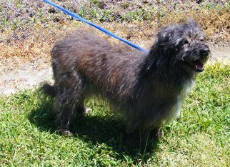Shih Tzu-Unknown Mix Dogs for adoption in New Bern, NC, USA