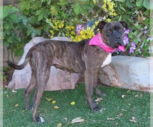 Bullboxer Pit Dogs for adoption in Oklahoma City, OK, USA