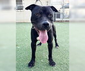 American Pit Bull Terrier-Unknown Mix Dogs for adoption in Woodland, CA, USA