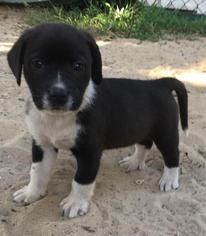 Border Collie Dogs for adoption in Leesville, SC, USA