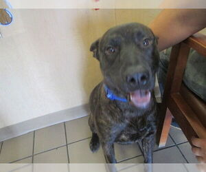 Dutch Shepherd -Unknown Mix Dogs for adoption in Ocala, FL, USA
