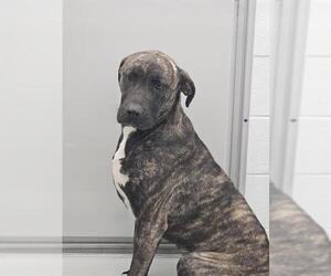 American Pit Bull Terrier-Great Pyrenees Mix Dogs for adoption in Temple, TX, USA