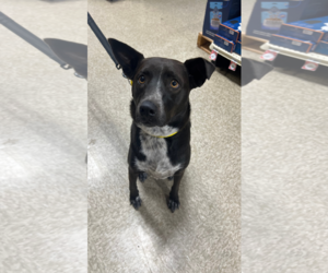 Australian Shepherd-Unknown Mix Dogs for adoption in Chandler, AZ, USA