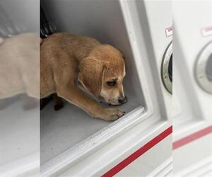 Labrador Retriever-Unknown Mix Dogs for adoption in Houston, TX, USA